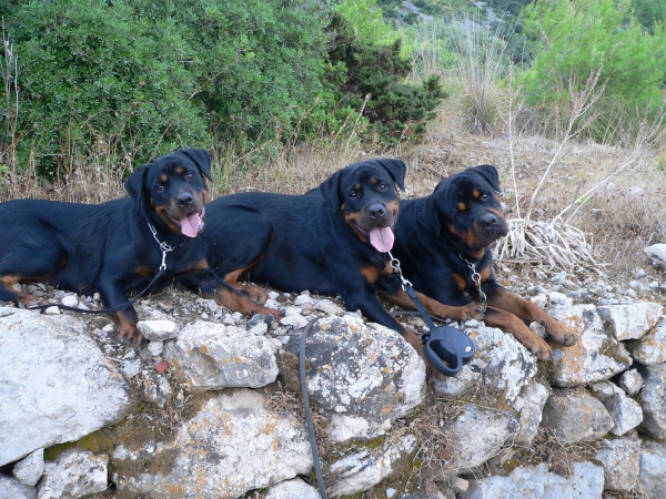 DOG &amp; PET SITTING