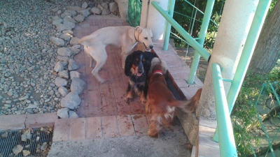 ASILO GIORNALIERO, DOG PARKING